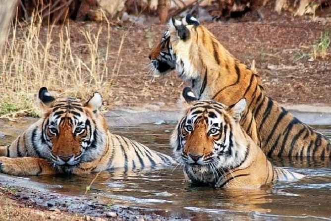 5-Day Private Delhi, Agra and Jaipur With Ranthambhore Tiger Tour From Delhi - Good To Know