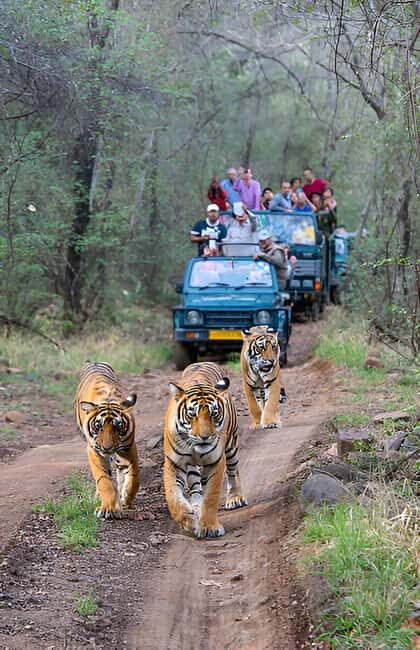 5-Day Private Golden Triangle & Tiger Safari Tour from Delhi - An In-Depth Look at the 5-Day Itinerary