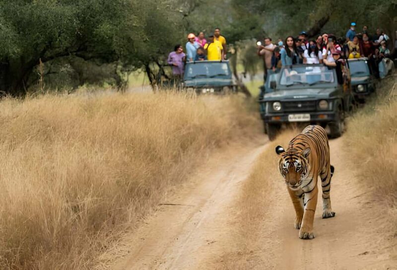 5-Day Private Golden Triangle & Tiger Safari Tour from Delhi - Final Thoughts: Who Is This Tour Best For?