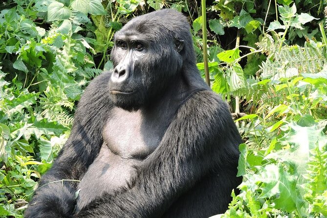 5-Day Private Guided Gorillas and Wildlife Safari Tour - Booking Information