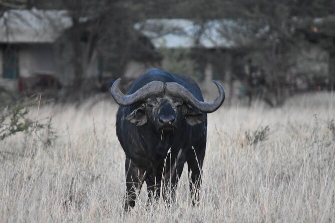5-Day Private Safari in Serengeti Np & Ngorongoro Crater - Frequently Asked Questions