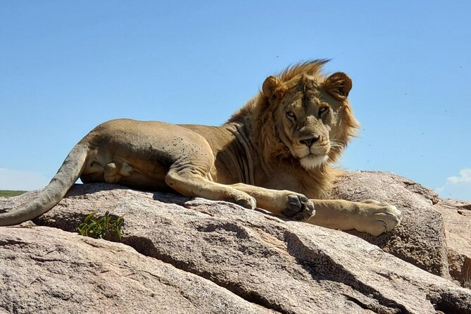 5-Day Private Safari in the Serengeti With Accommodation - Safari Activities