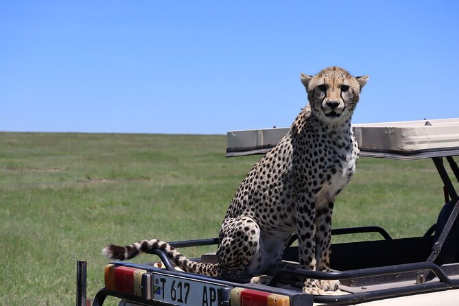 5-Day Private Safari in the Serengeti With Accommodation - Dining Experience