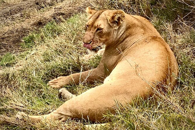 5-Day Private Safari in the Serengeti With Accommodation - Booking Information