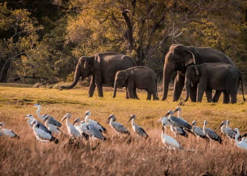 5-Day Private Sri Lanka Trip-Hotels, Breakfast & Luxury Car - Who’s This Tour Best Suited For?