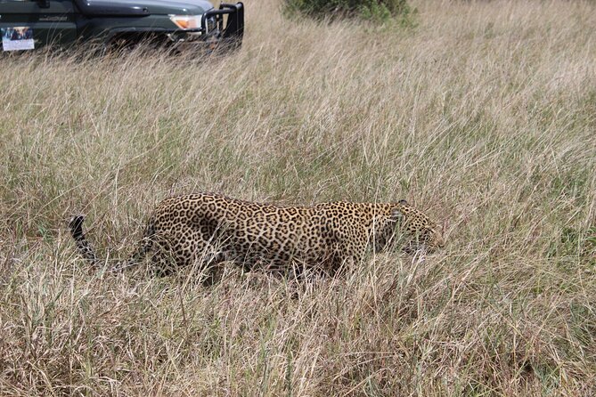 5-Day Private Tour in Kenyas Best Game Parks - Day 2: Explore Maasai Mara National Reserve