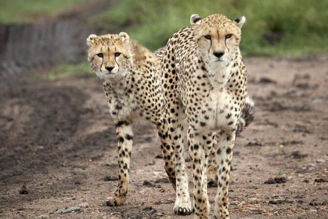 5 Day Safari in Tarangire, Serengeti and Ngorongoro Wonders - Itinerary Overview