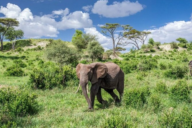5 Day Safari in Tarangire, Serengeti and Ngorongoro Wonders - The Sum Up