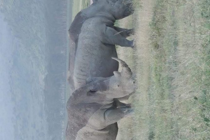 5 Day Safaris Lake Naivasha, Maasai Mara, Nakuru National - Transportation and Logistics