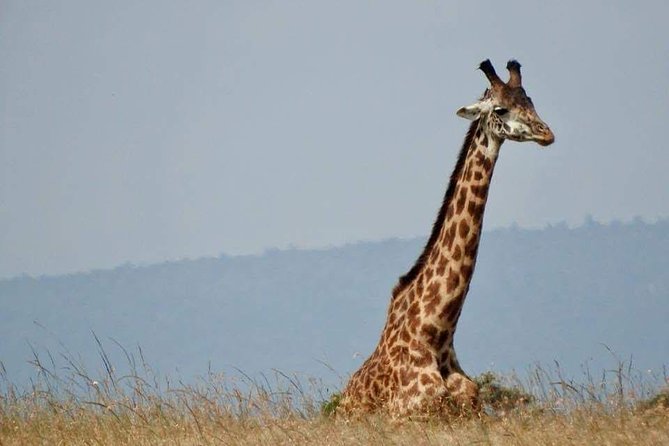5 Day Safaris Lake Naivasha, Maasai Mara, Nakuru National - The Sum Up