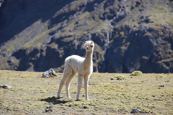 5 Day - Salkantay Trek to Machu Picchu - Group Service - Questions and Pricing
