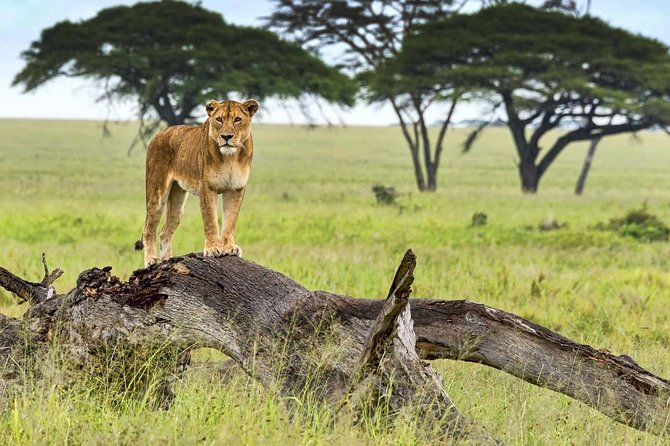 5 Day Serena Luxury Tanzania Safari - Inclusions