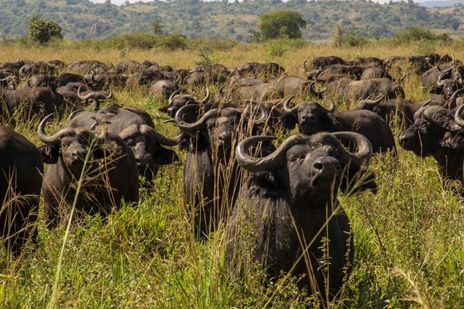 5-Day Sipi Falls and Kidepo Wildlife Tour - Cancellation and Refund Policy