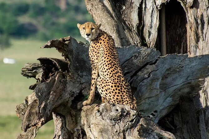 5-Day Sipi Falls and Kidepo Wildlife Tour - Directions and Travel Tips