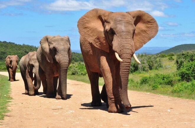 5 Day Small Group Garden Route Tour From CapeTown Dep Monday - Tour Highlights