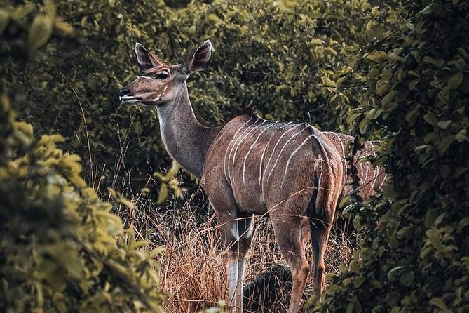 5-Day Tanzania Camping Safari - Wildlife Encounters on the Safari