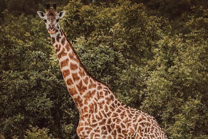 5-Day Tanzania Camping Safari - Camping Experience in Tanzania