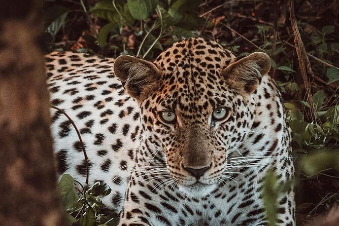 5-Day Tanzania Camping Safari - Tips for a Memorable Safari Trip