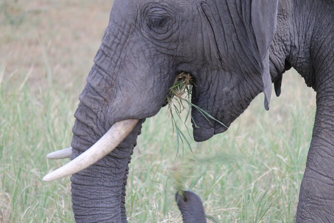 5 Day Tanzania Safari Camping Adventure Private Tour - Frequently Asked Questions