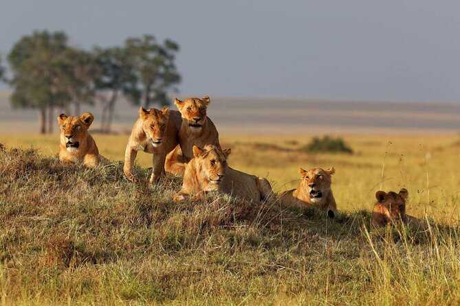 5 Day Tarangire - Serengeti - Ngorongoro - Lake Manyara - Group Joining Tour - Price and Booking Information