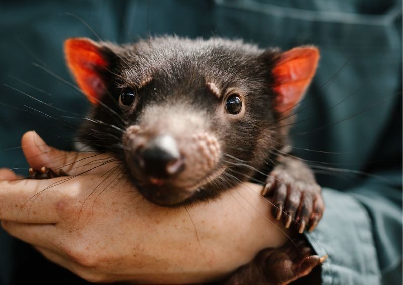 5-Day Tasmania Island Icons Tour - Hobart, Richmond and kunanyi/Mt Wellington