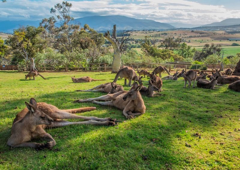 5-Day Tasmania Island Icons Tour - Pickups, packing and a few planning cautions