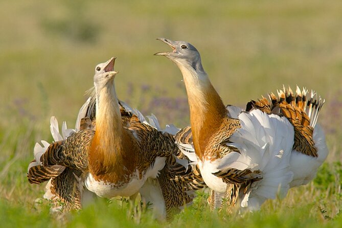 5-Day Tour in Search of Iberian Birds From Lisbon - Bird Species to Look Out For