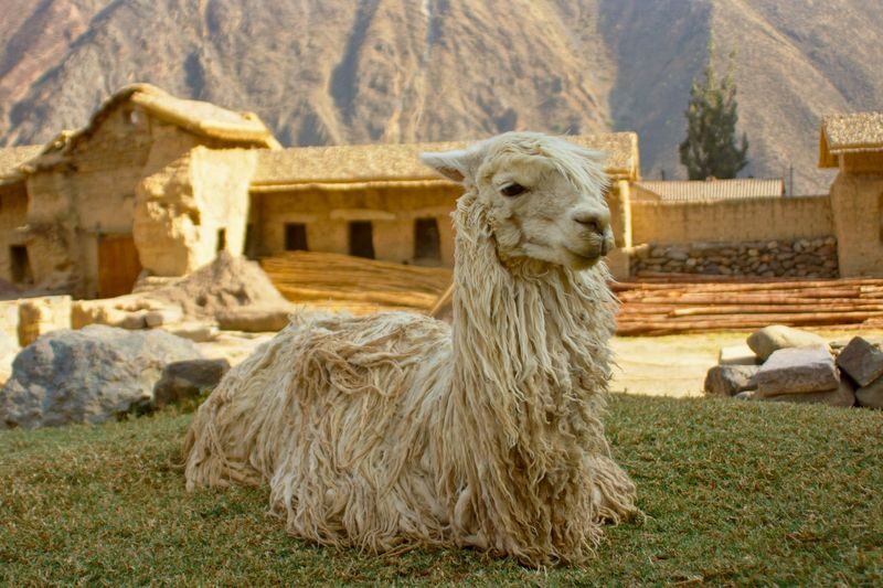 5 Day Tour: Machu Picchu, Sacred Valley & Rainbow Mountain Adventure - Day 4: Rainbow Mountain starts at 4:30 a.m.