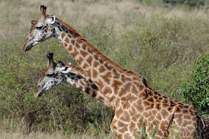 5 Day Tour of Lake Naivasha Lake Nakuru and Masai Mara Reserve - Wildlife Viewing Opportunities