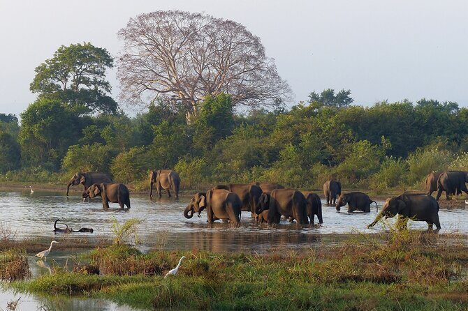 5 Day Wildlife Safari Tour in Sri Lanka - Exploring the Itinerary in Detail