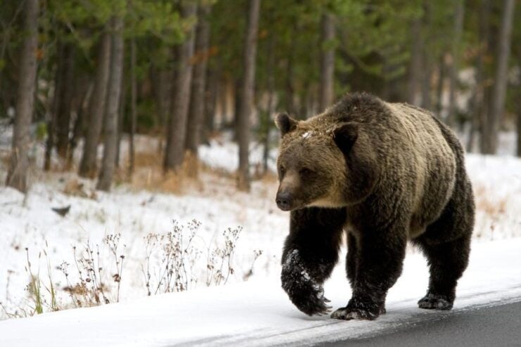 5-Day Winter Yellowstone Wildlife Tour - Tour Highlights