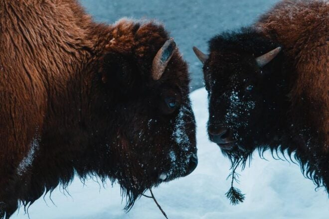 5-Day Winter Yellowstone Wildlife Tour - Transportation and Accommodation