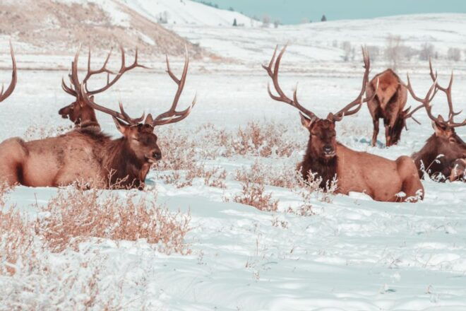 5-Day Winter Yellowstone Wildlife Tour - Daily Activities and Excursions