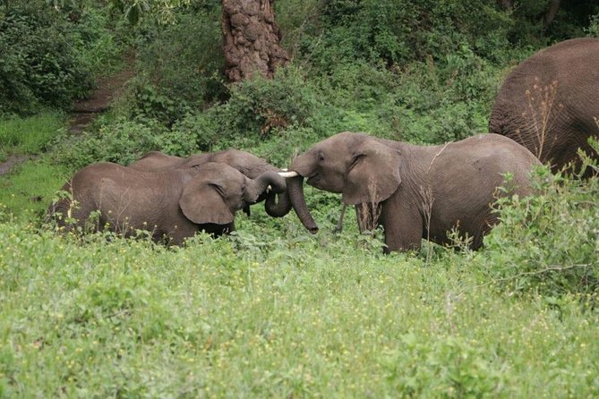 5 Days / 4 Nights Join Group Safari - Frequently Asked Questions