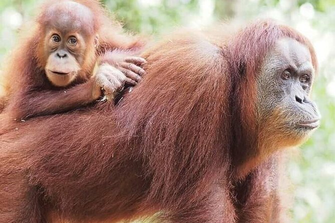 5 Days 4 Nights Jungle Tour Trekking in Bukit Lawang - Tour Itinerary Overview