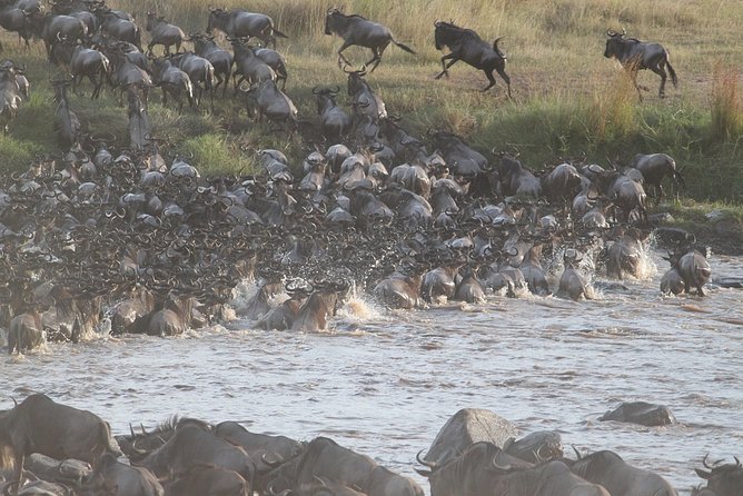 5 Days/4 Nights Kenya Safari - Safari Highlights and Itinerary