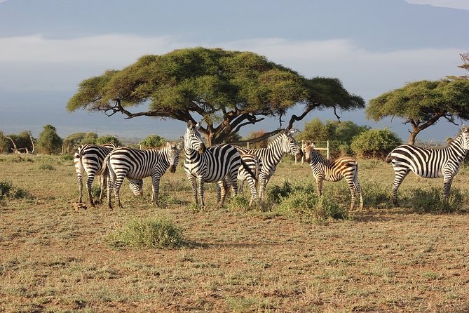 5 Days/4 Nights Kenya Safari - Meeting, Pickup, and Start Information