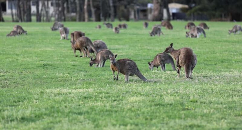 5 Days 4 Nights: Melbourne Package tour - Good To Know