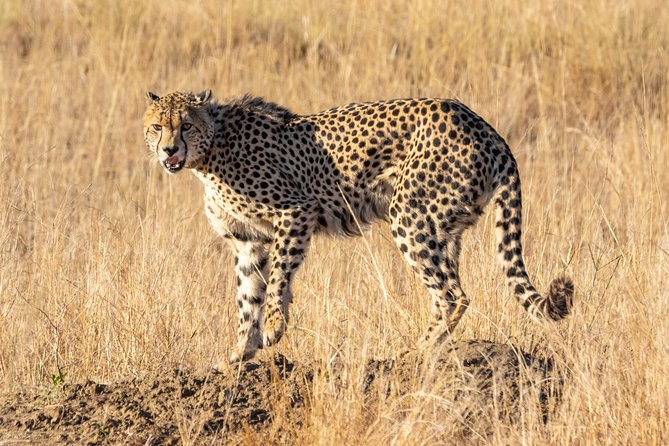 5 Days 4 Nights Nakuru, Naivasha, Masai Mara Budget Safari - Pickup Details and Schedule