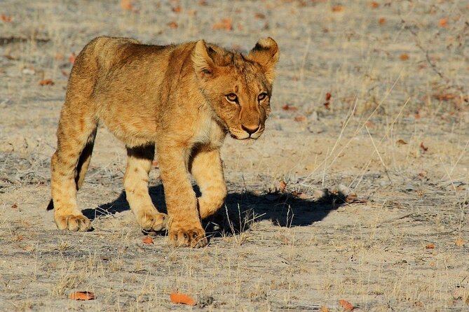 5 Days / 4 Nights Namibian Adventure ( Comfort) - Good To Know