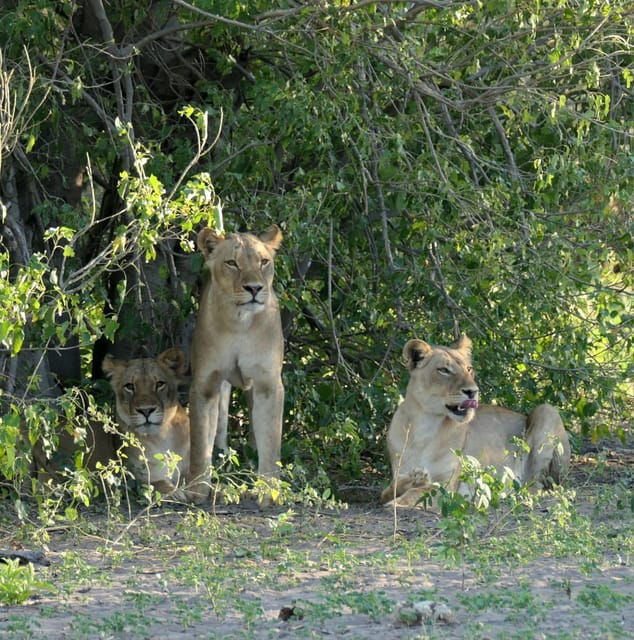 5 Days 4 Nights Safari Tour In Madikwe And Pilanersbeg - Good To Know