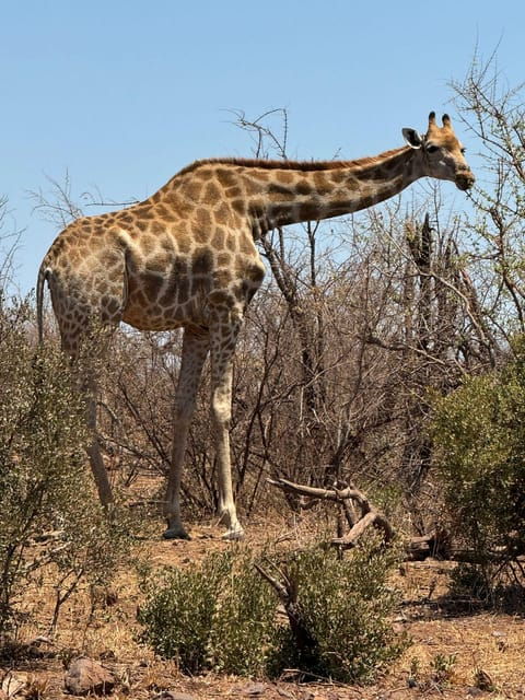 5 Days 4 Nights Safari Tour In Madikwe And Pilanersbeg - Who Is This Tour Best For?