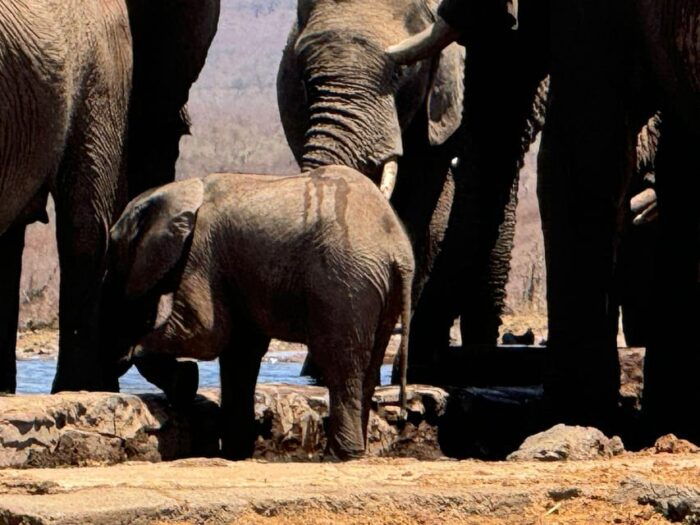 5 Days 4 Nights Safari Tour In Madikwe And Pilanersbeg - Final Thoughts