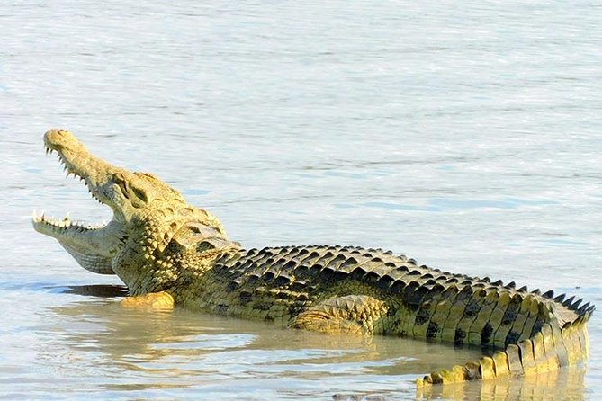 5 Days/4Nights Safari to Mikumi and Ruaha Parks - Park Highlights and Activities