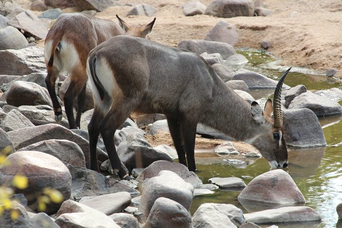 5 Days/4Nights Safari to Mikumi and Ruaha Parks - Group Size and Availability