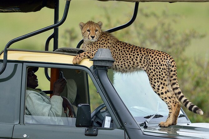 5 Days Aberdare Lake Nakuru and Masai Mara Safari From Nairobi - Traveler Limitations