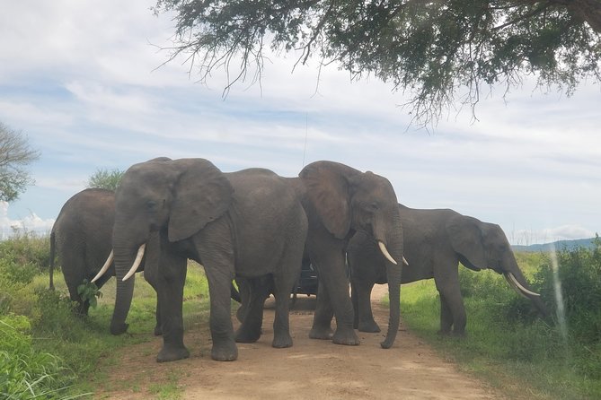 5 Days Adventure to Selous and Mikumi Park - Frequently Asked Questions