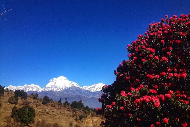 5 Days Amazing Mohare Danda Trek From Pokhara - Day 4: Descend to Ghandruk Village and Farewell