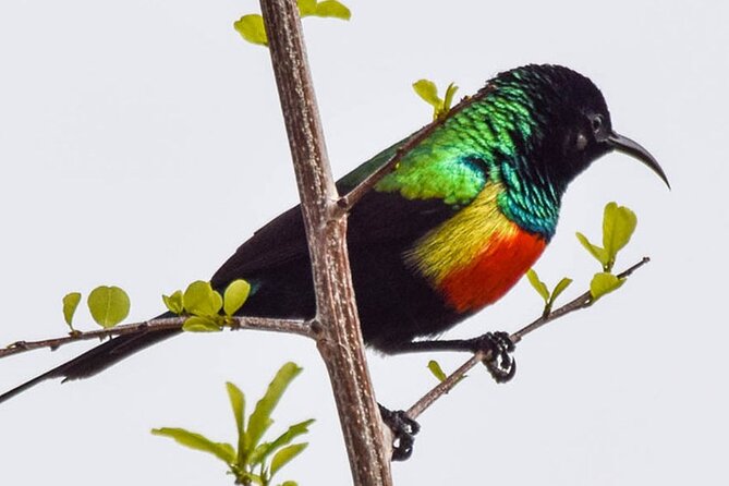 5 Days Amazing Tour to the Southern Circuit of Tanzania - Good To Know