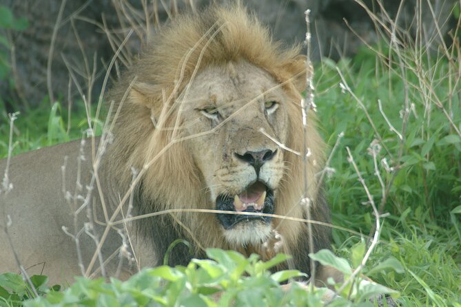5 Days Amazing Tour to the Southern Circuit of Tanzania - Inclusions and Exclusions